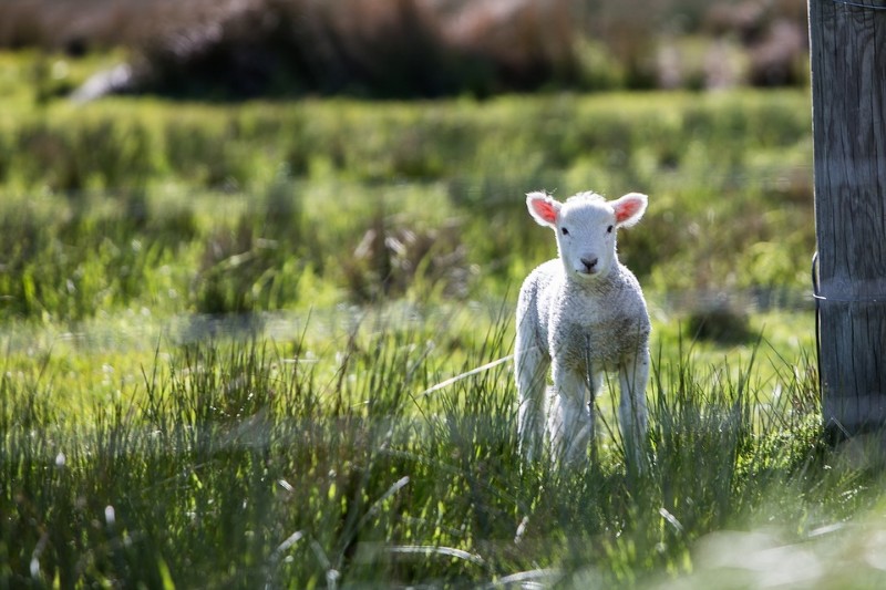 little-lamb