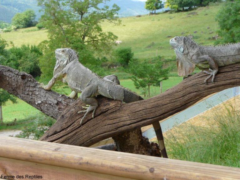 ferme reptiles 768x576