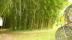 parc aux bambous ariege 300x169